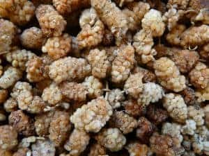 Mûrier blanc