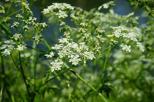 Cumin