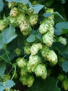 cônes de houblon