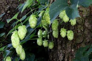 Cônes de houblon
