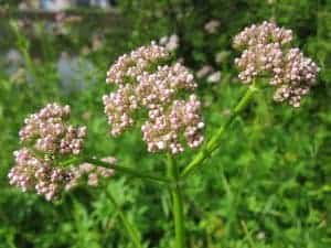 plantes