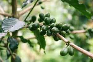 les grains de café vert