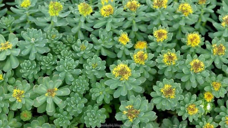 strass, Rhodiola rosea