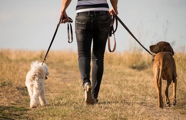une femme se promène avec des chiens