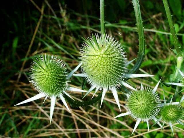 chardon marbré, plante