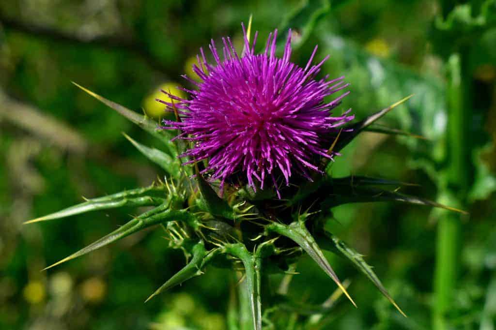 Silybum marianum, chardon marbré, plante